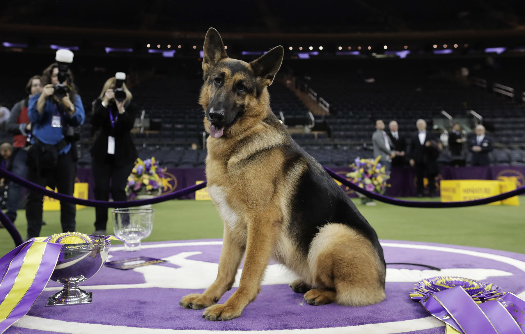 2. German shepherd